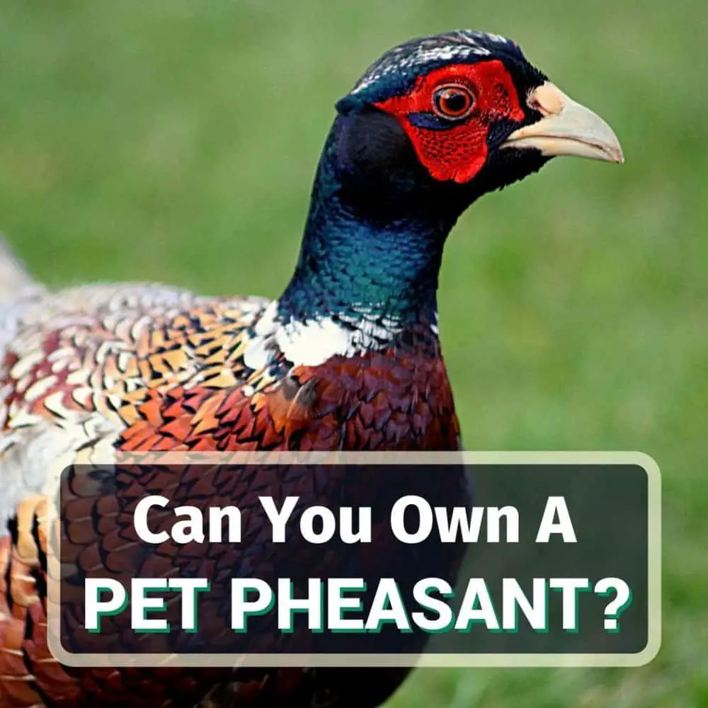 Pet pheasant - featured image