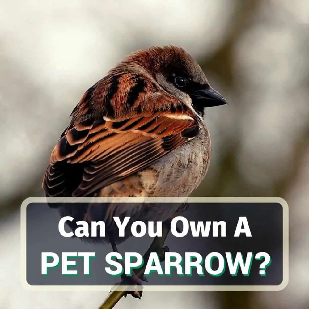 Pet sparrow - featured image