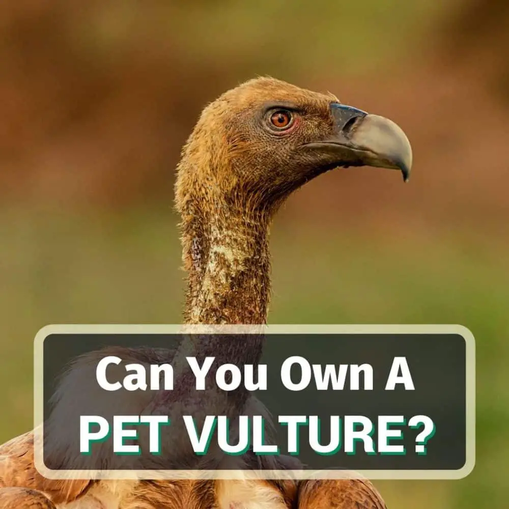 Can You Own A Pet Vulture?