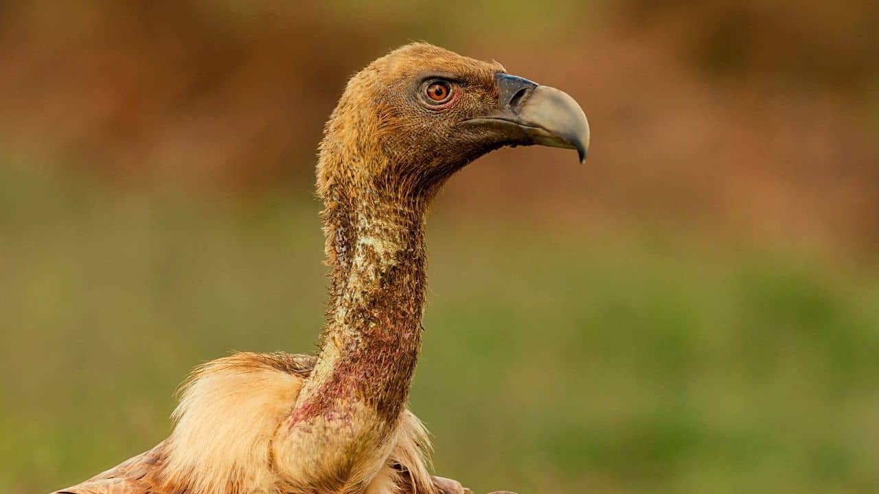 Can You Own A Pet Vulture? Yes, No Or Maybe?