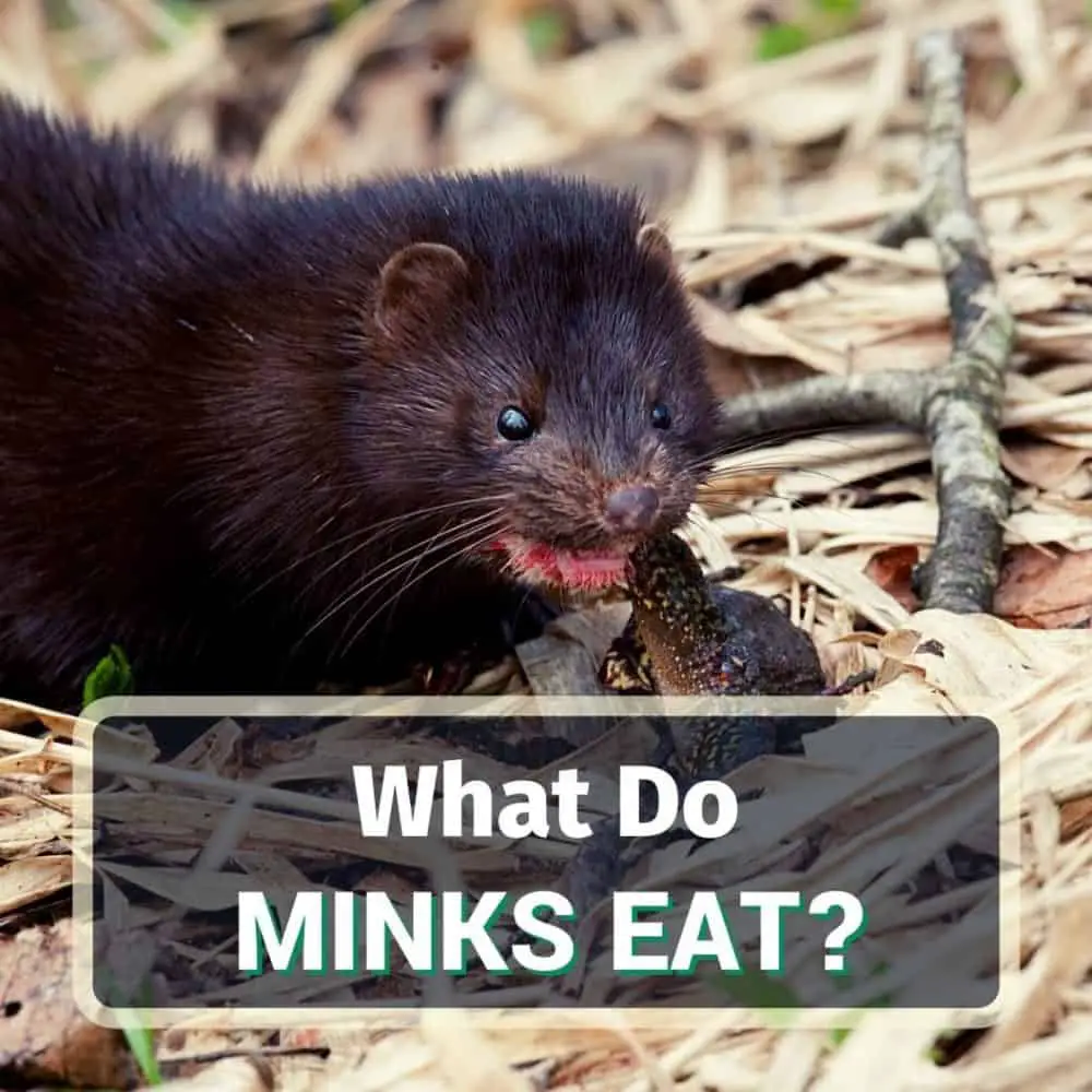 What minks eat - featured image