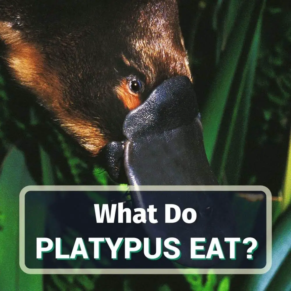 What Platypus Eat - Featured Image