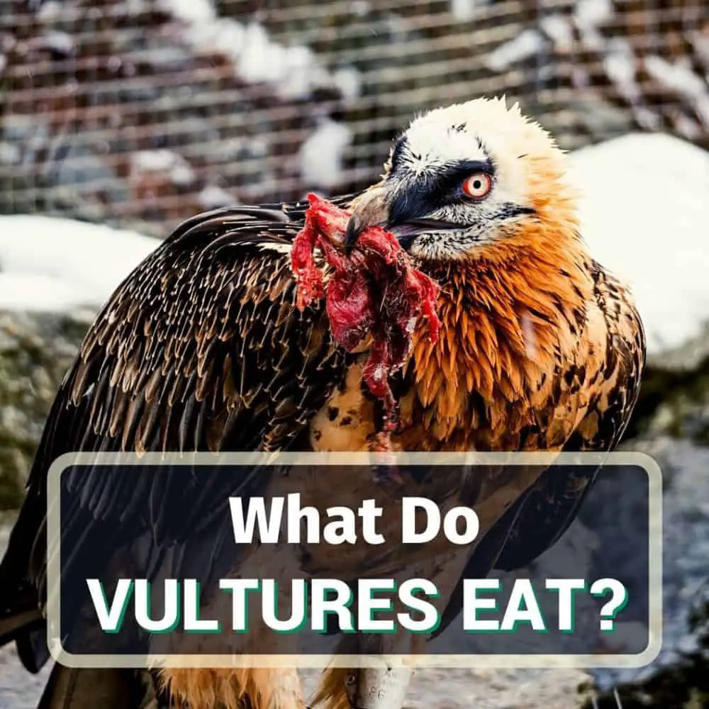 What vultures eat - featured image