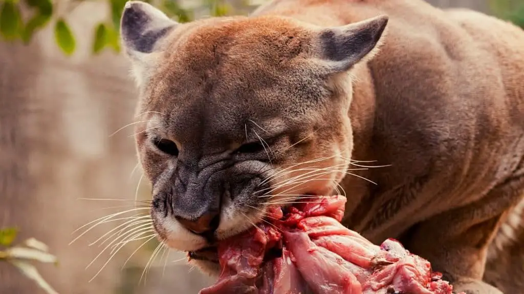 Florida panther eating meat