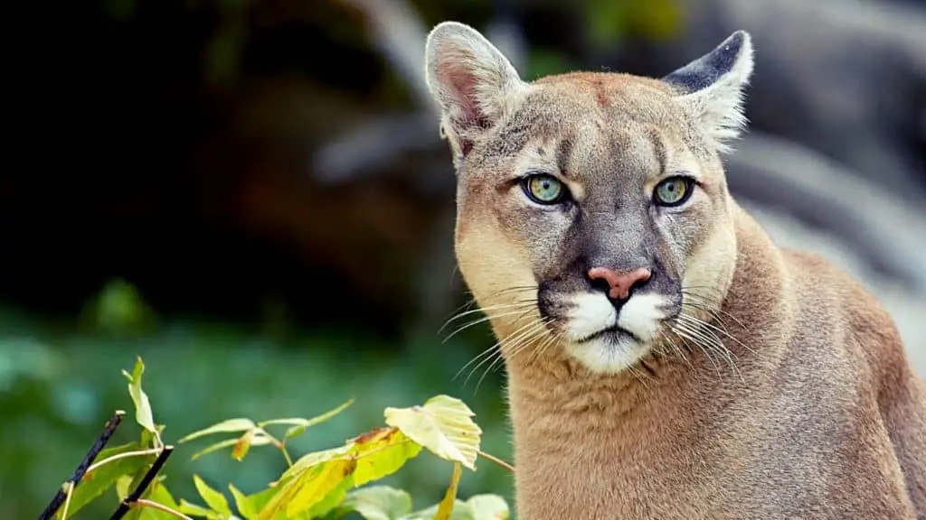 Pet cougar