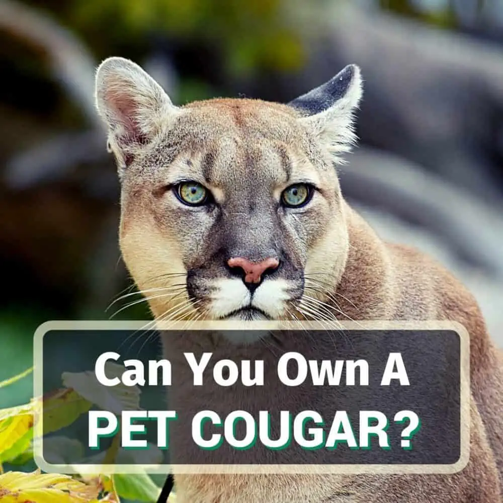 Pet Cougar - Featured Image