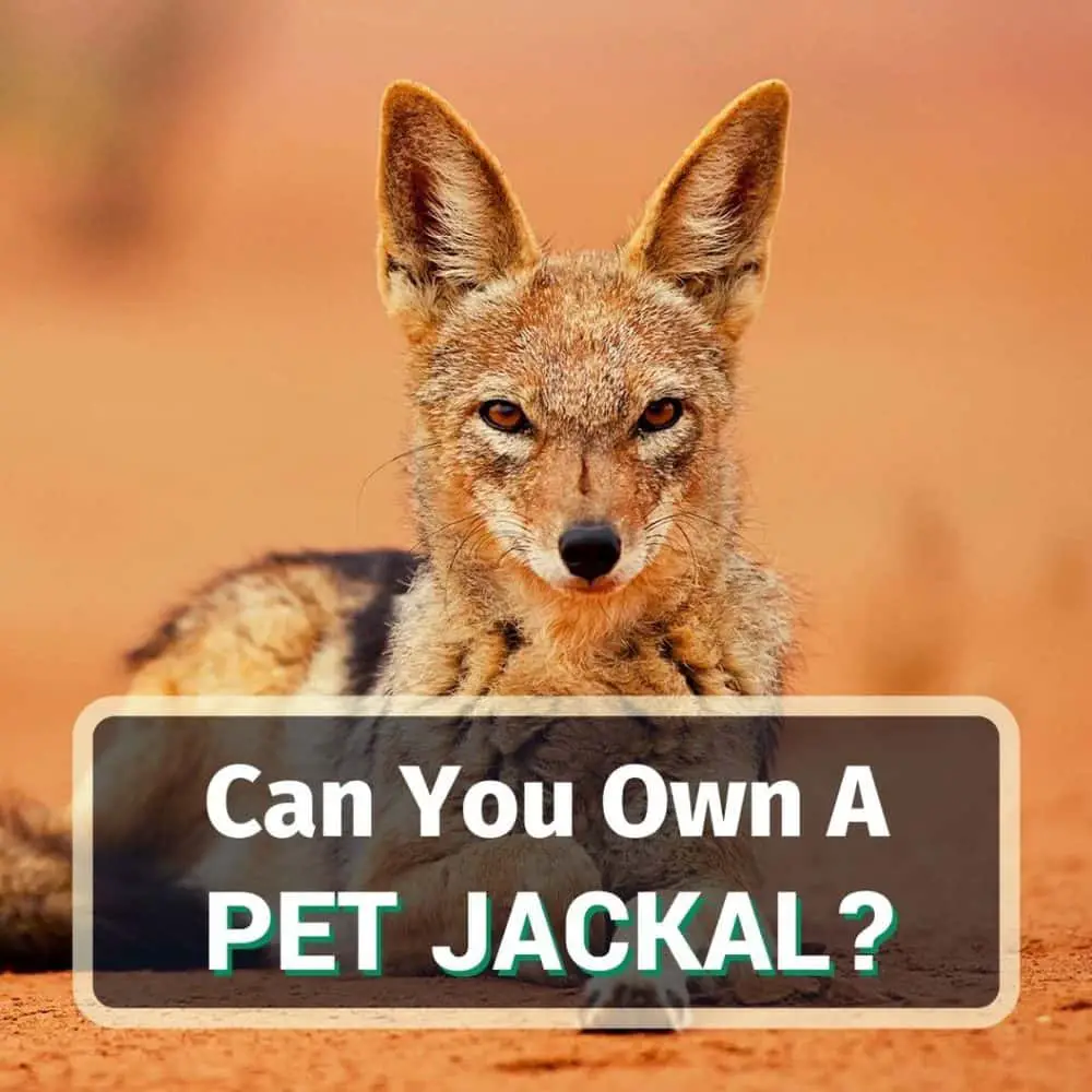 Pet jackal - featured image