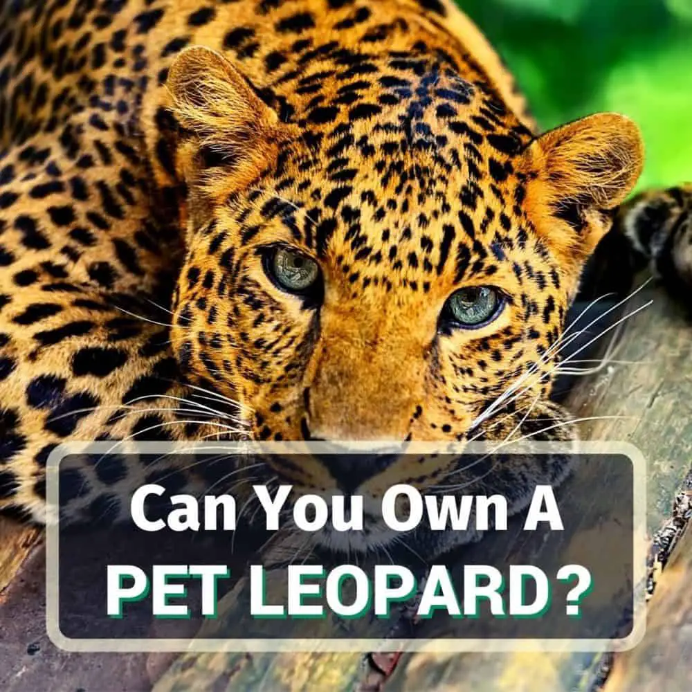 Pet Leopard - Featured Image