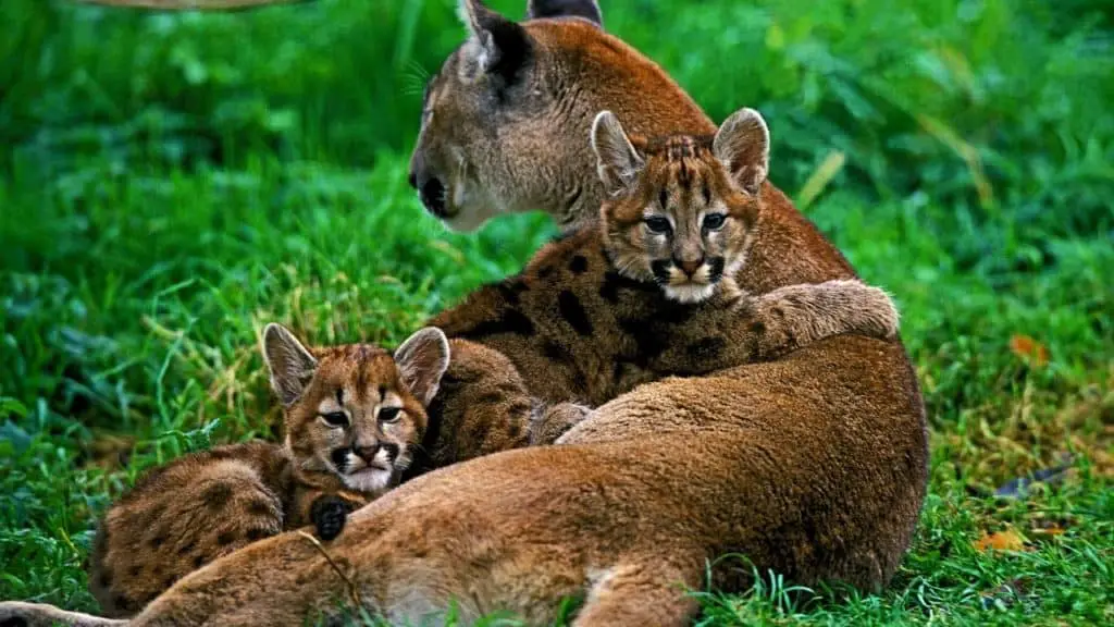 Puma mother with cubs