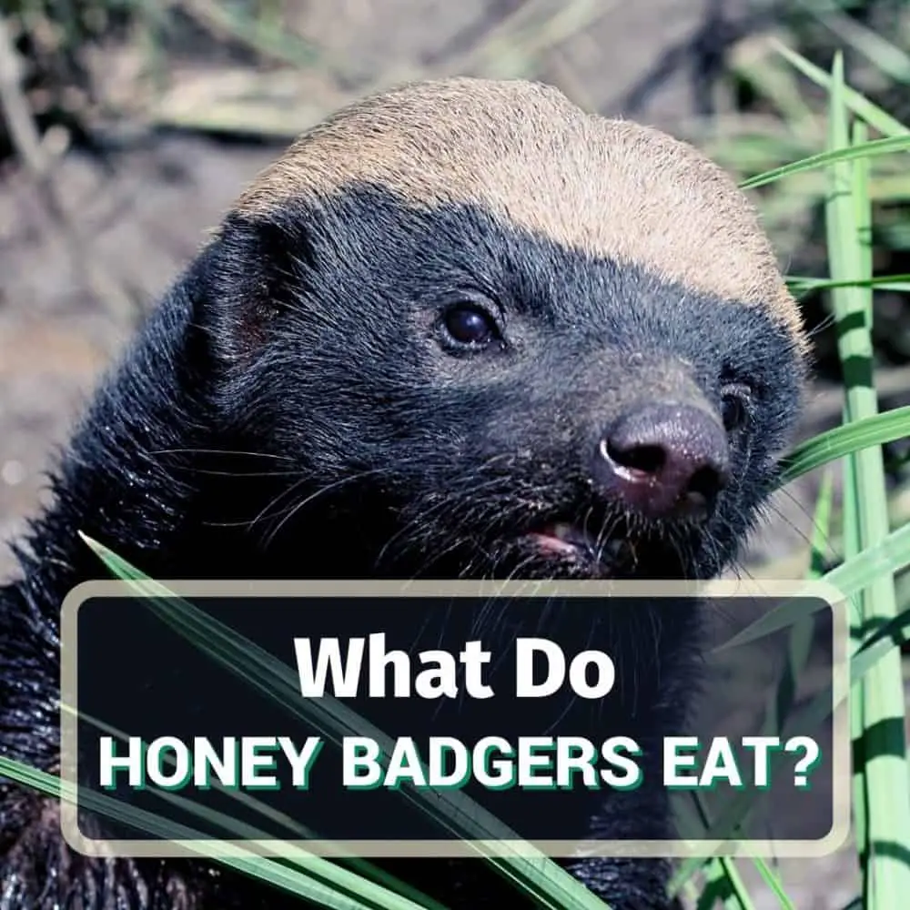 What honey badgers eat - featured image