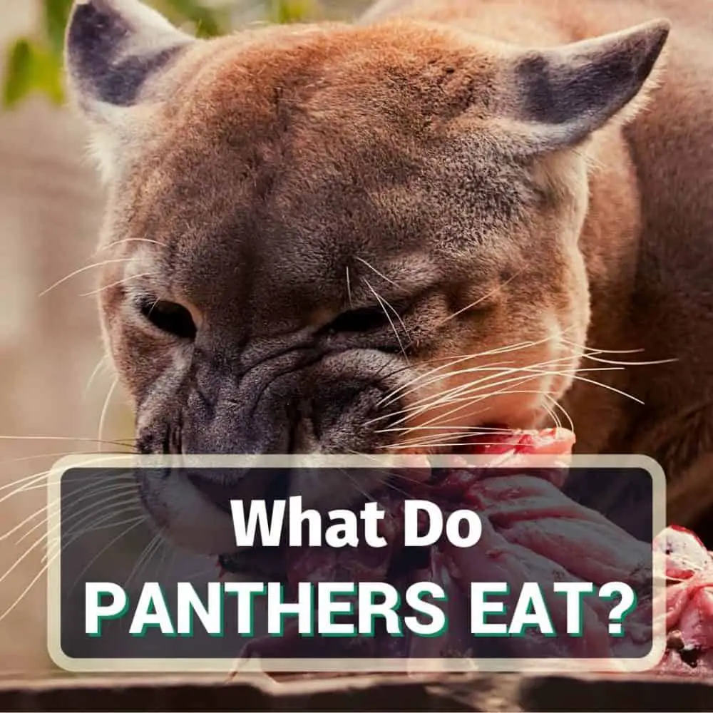 What panthers eat - featured image