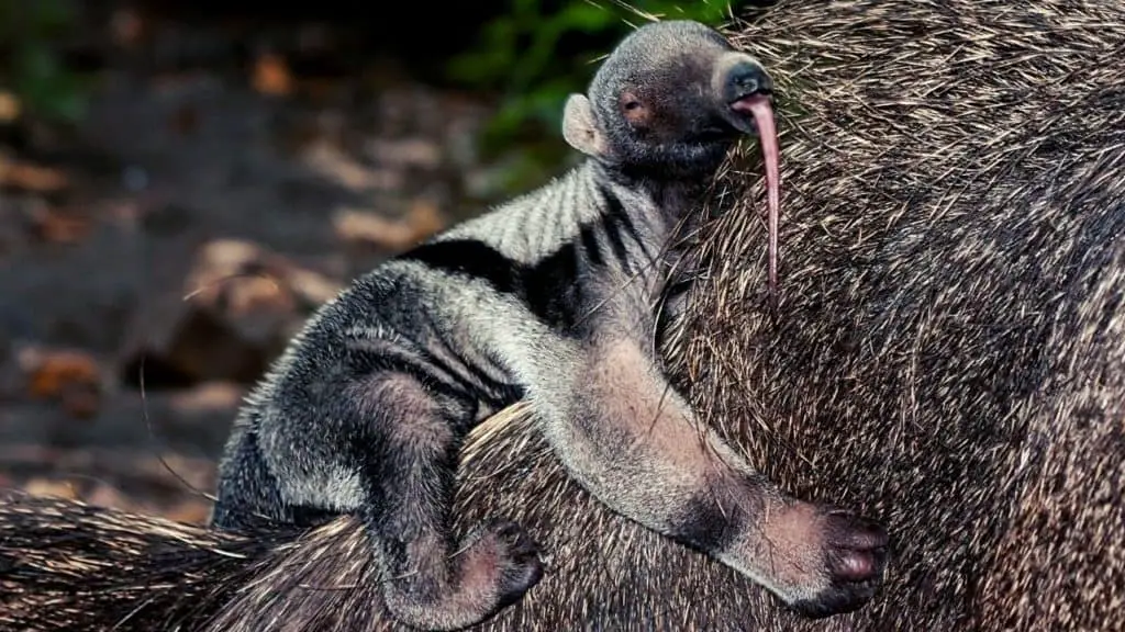 Baby anteater on back of the mother