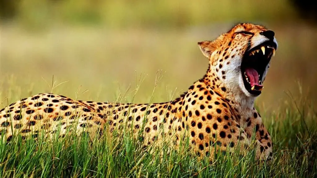 Cheetah laying tired in grass