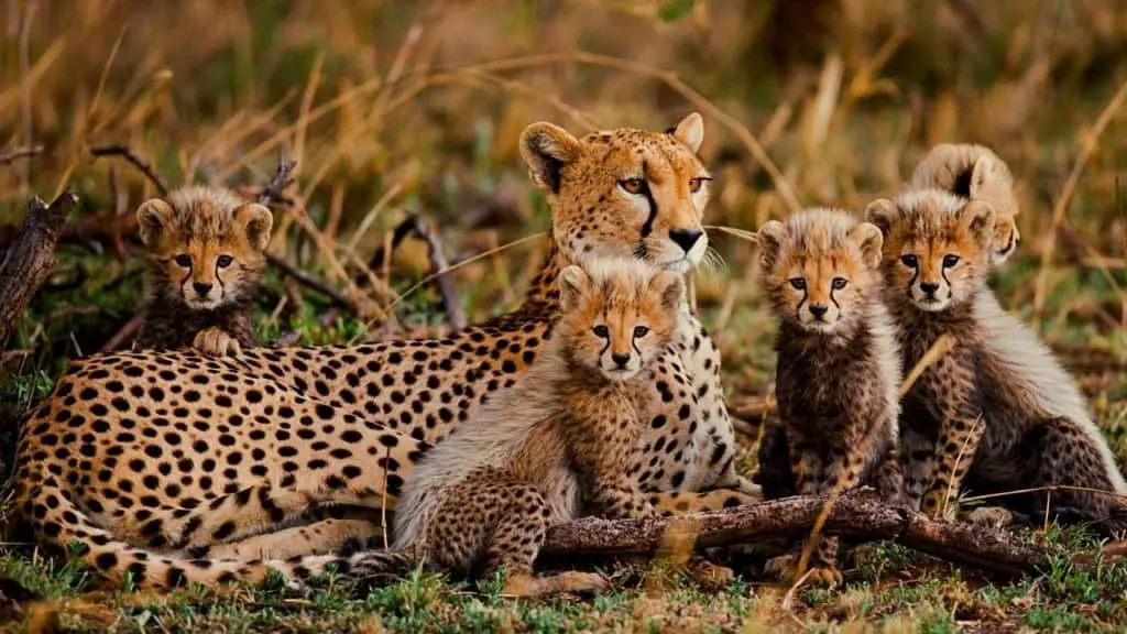 Cheetah mother with kittens