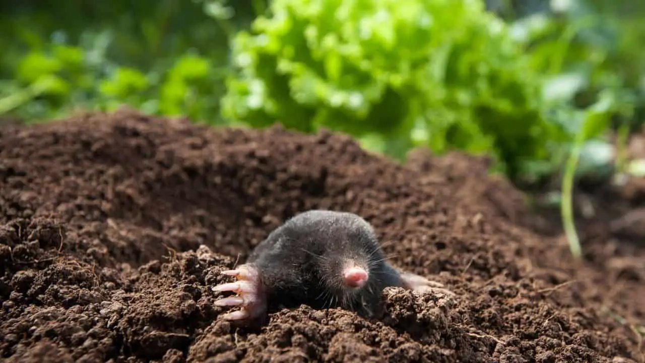 6 Reasons Why Moles Make Bad Pets!