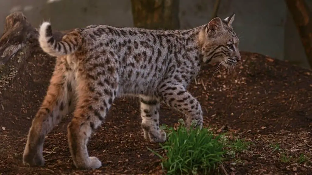 Domesticated pet bobcat in enclosure