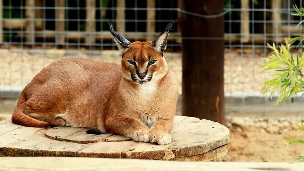Domesticated pet caracal in enclosure