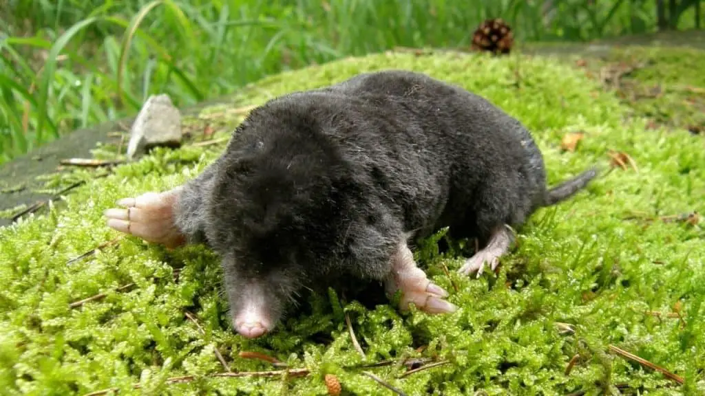 Mole on stone with moss
