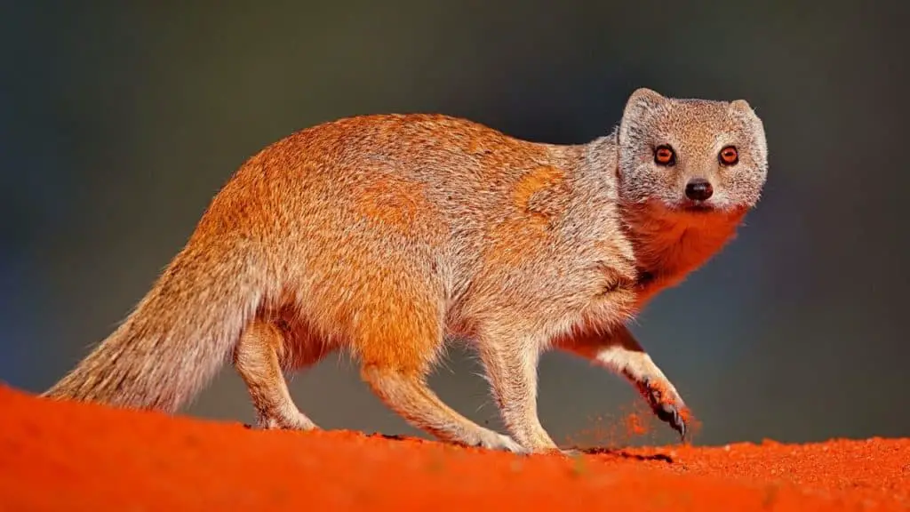 Curious mongoose on red sand