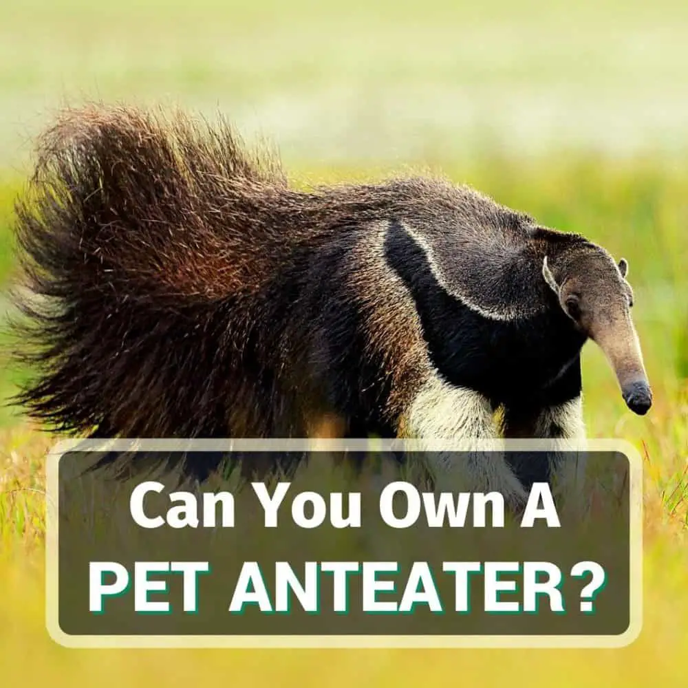 Pet anteater - featured image