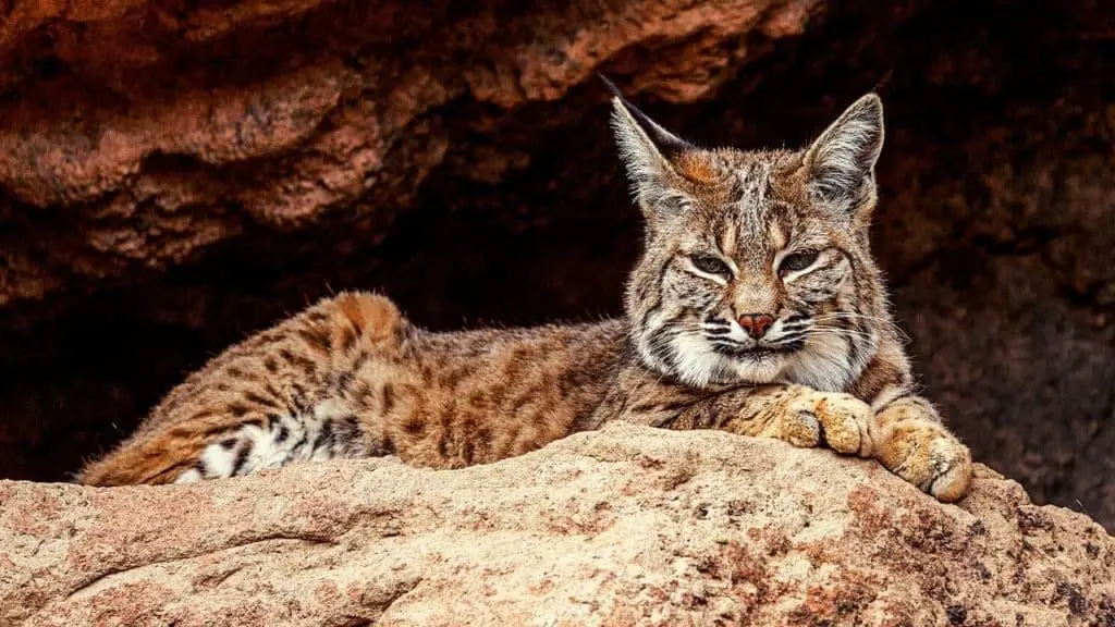 Bobcat lying on rock