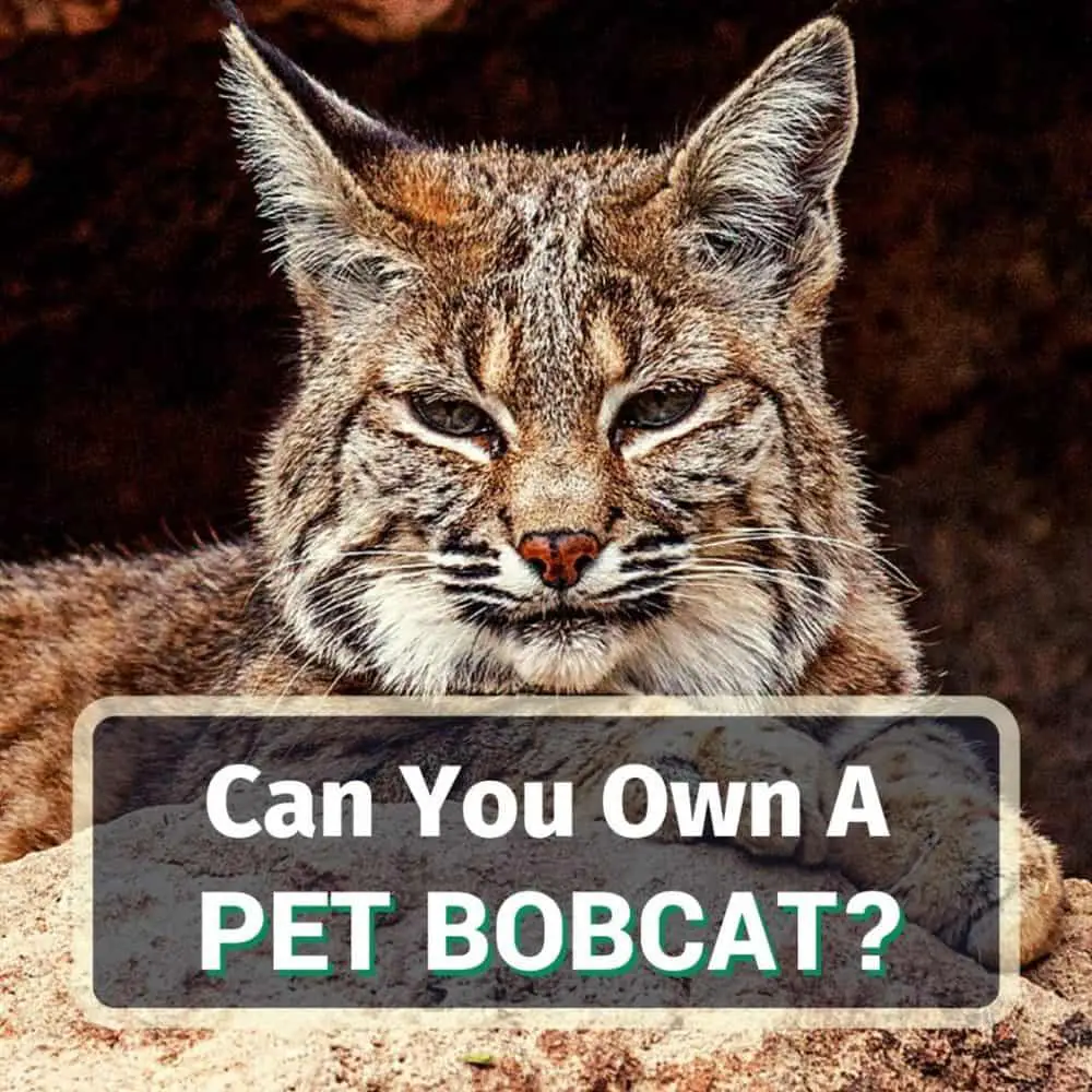 Pet bobcat - featured image