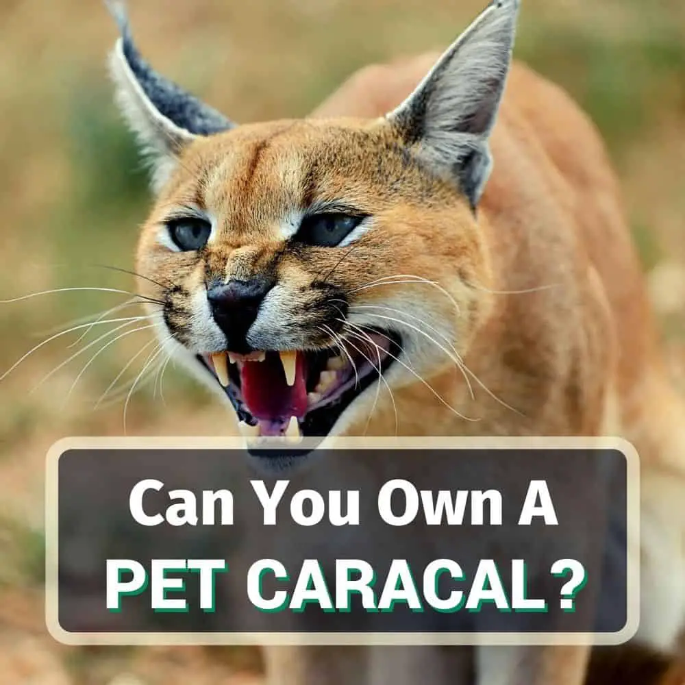 Can You Own A Pet Caracal? Yes, No Or Maybe?