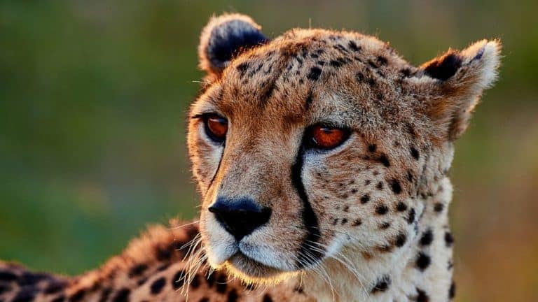 Can You Own Cheetahs As Pets? Are They Domesticated?