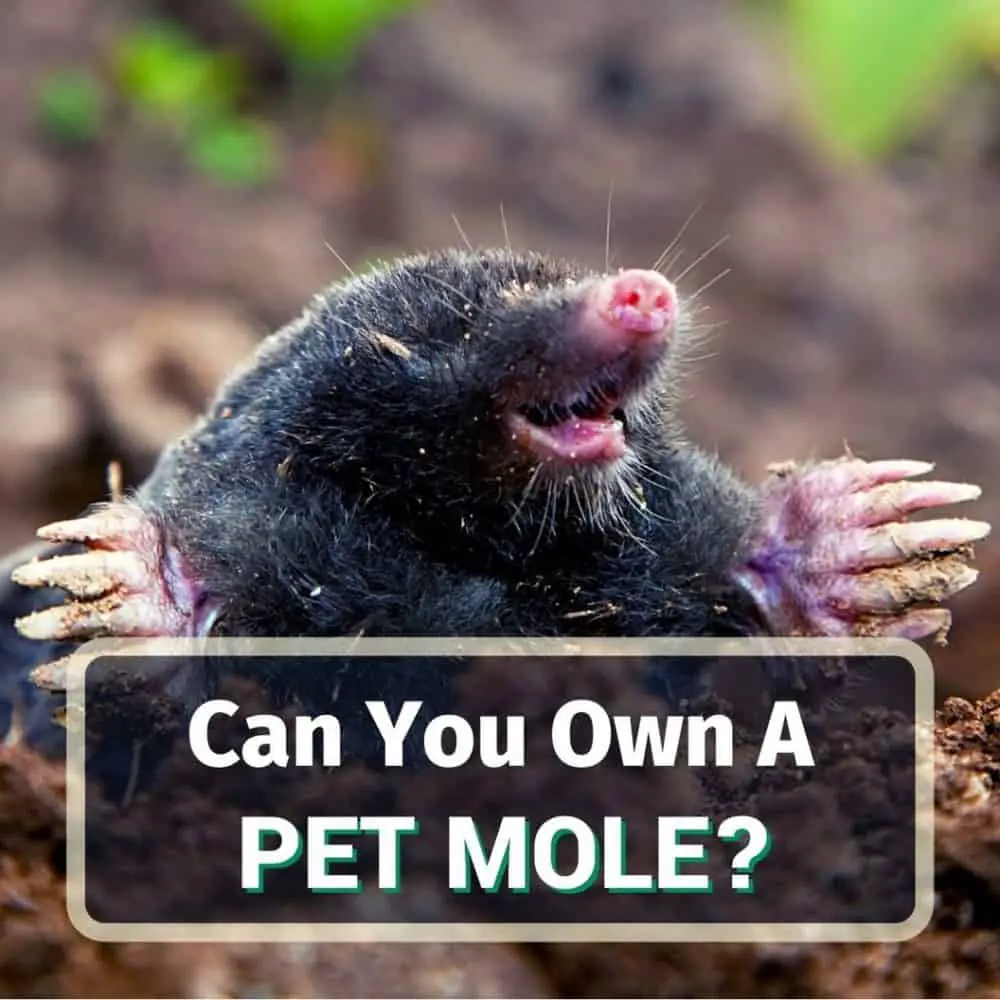 Pet mole - featured image
