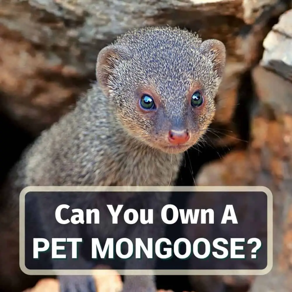 Pet mongoose - featured image