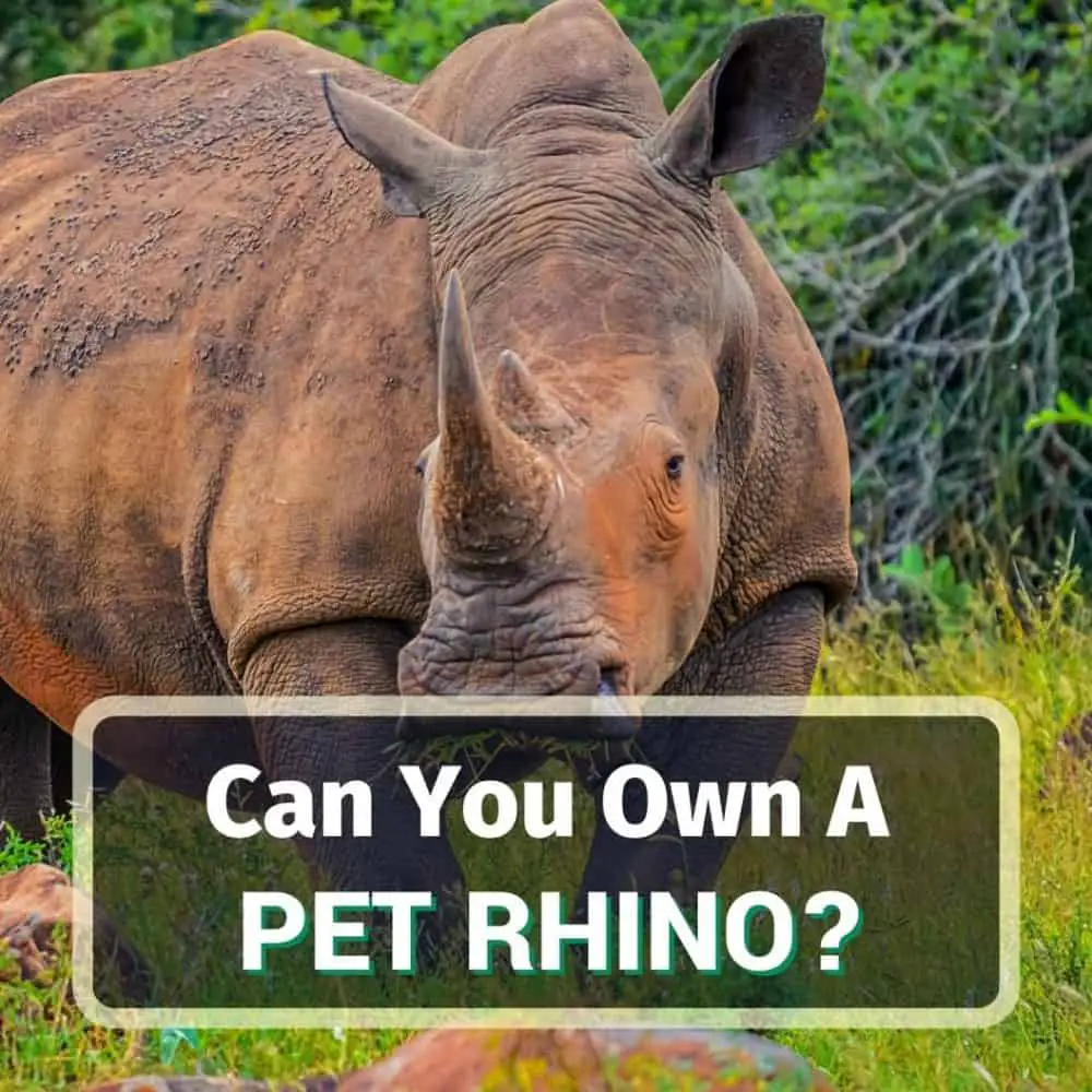 Pet rhino - featured image