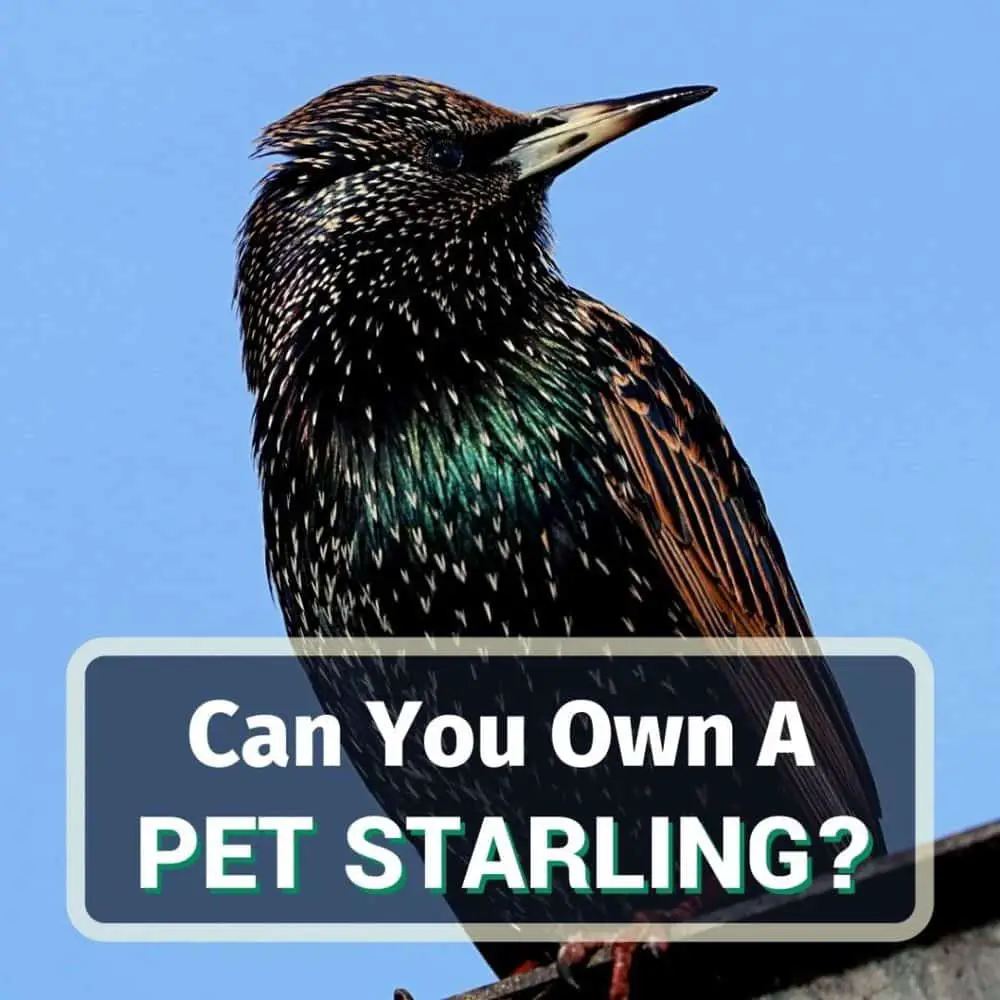 Pet starling - featured image