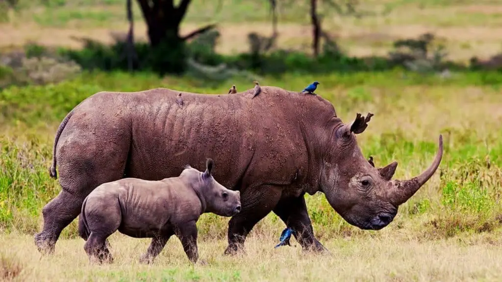 Rhino baby with its mother