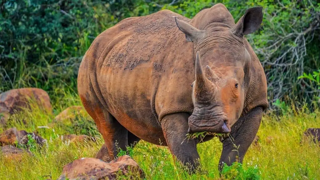 Rhino eating grass
