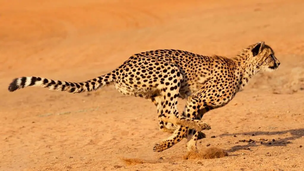 Fast running cheetah
