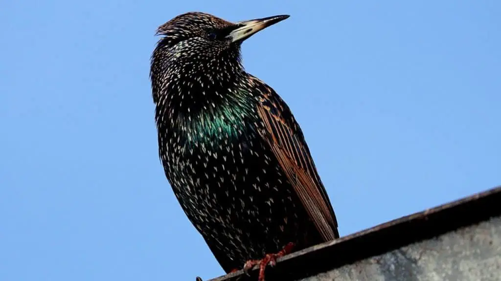 Image of a starling