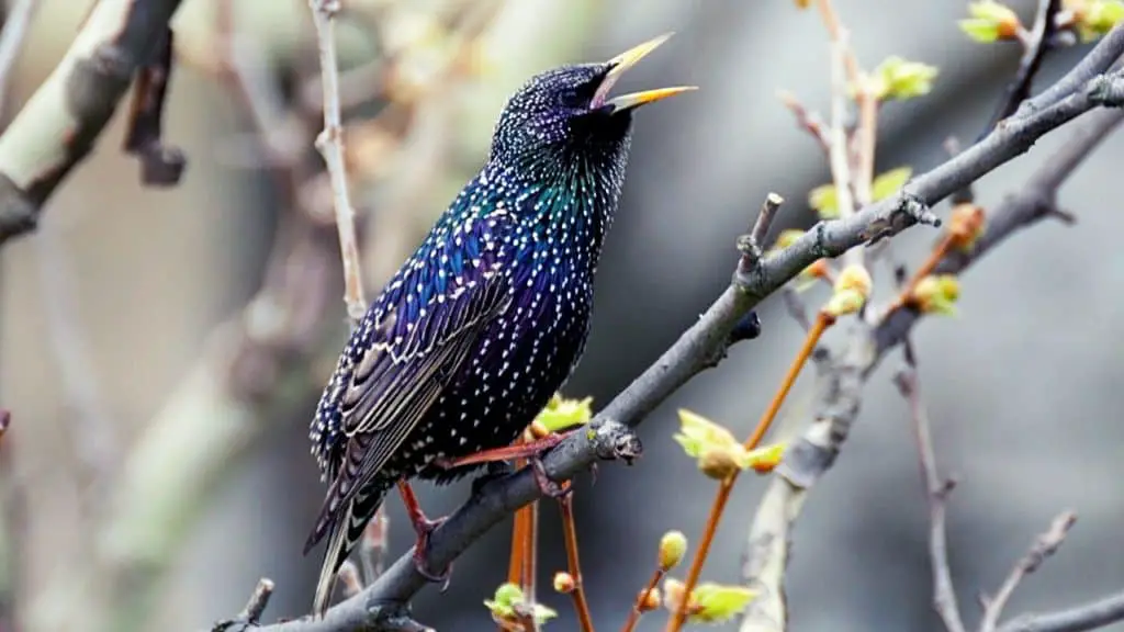 Talking starling in a tree