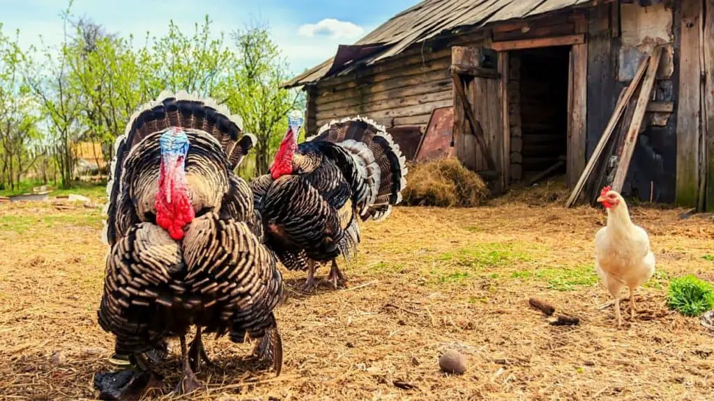 Turkeys in outside run at a homestead