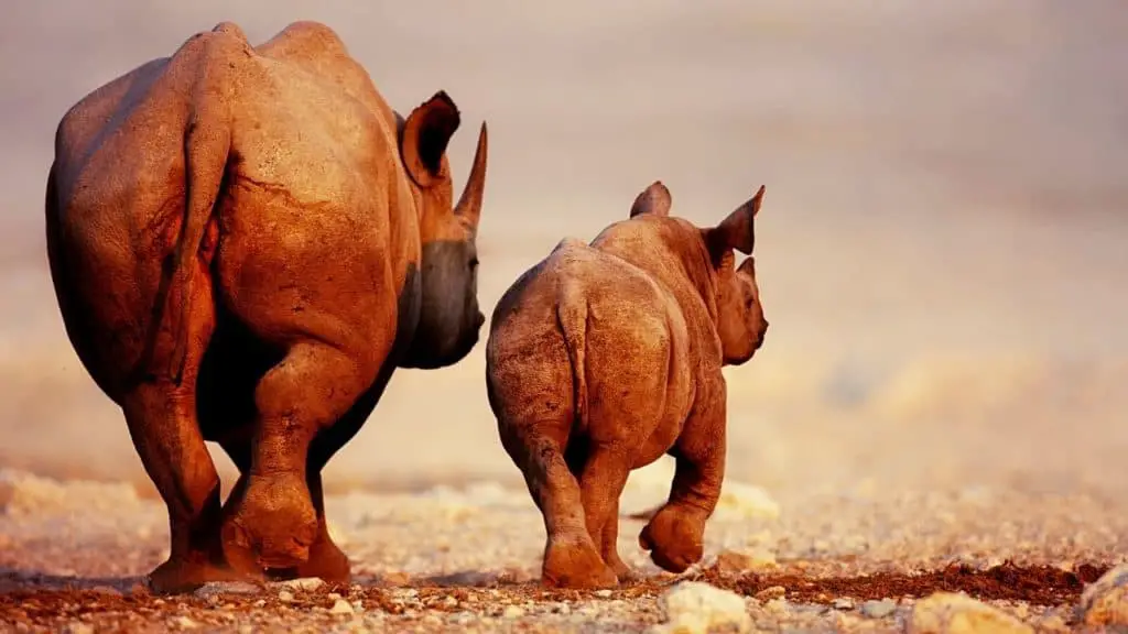 Two rhinoceros walking