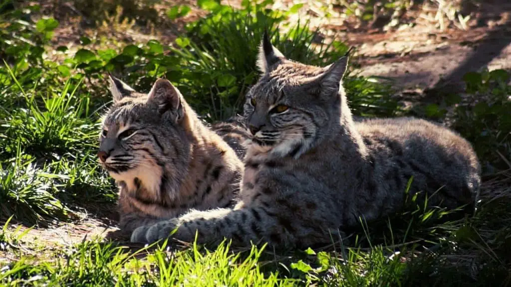 Wild bobcats