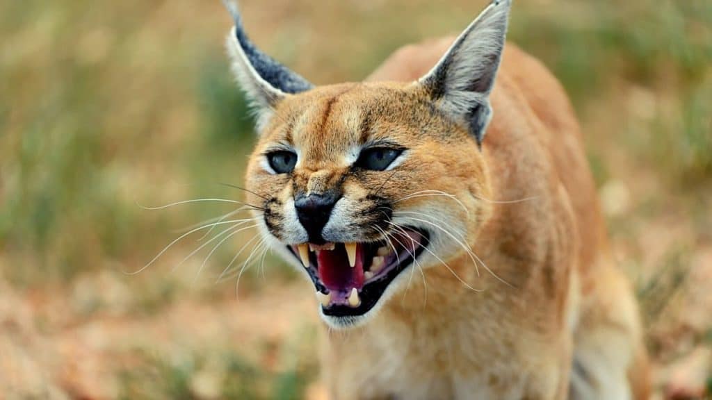 Picture of a full-grown wild caracal cat