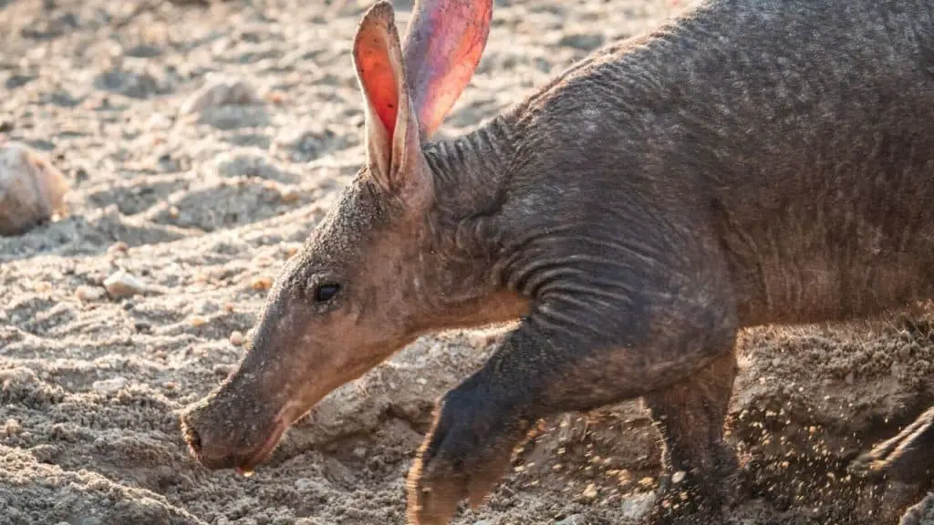 Aardvark searching for food