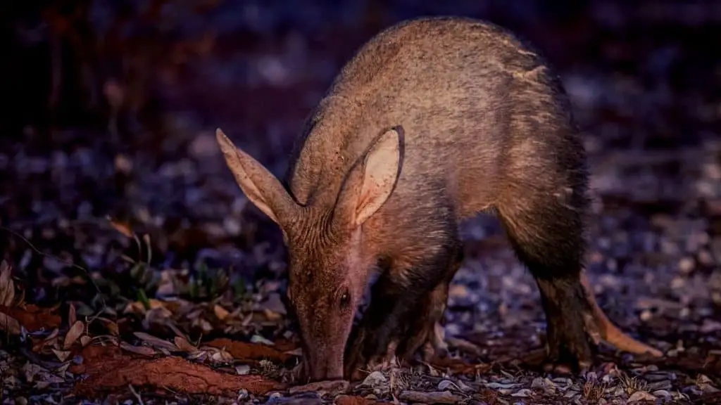 Aardvark finding food in the night