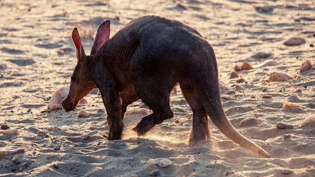 Aardvark walking on sand