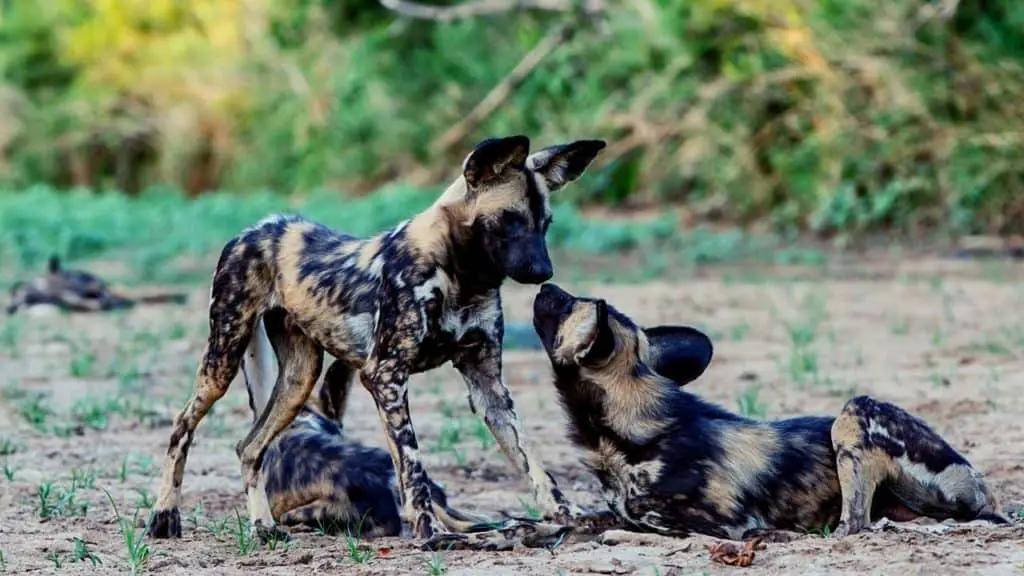 Social interaction in family of African wild dogs