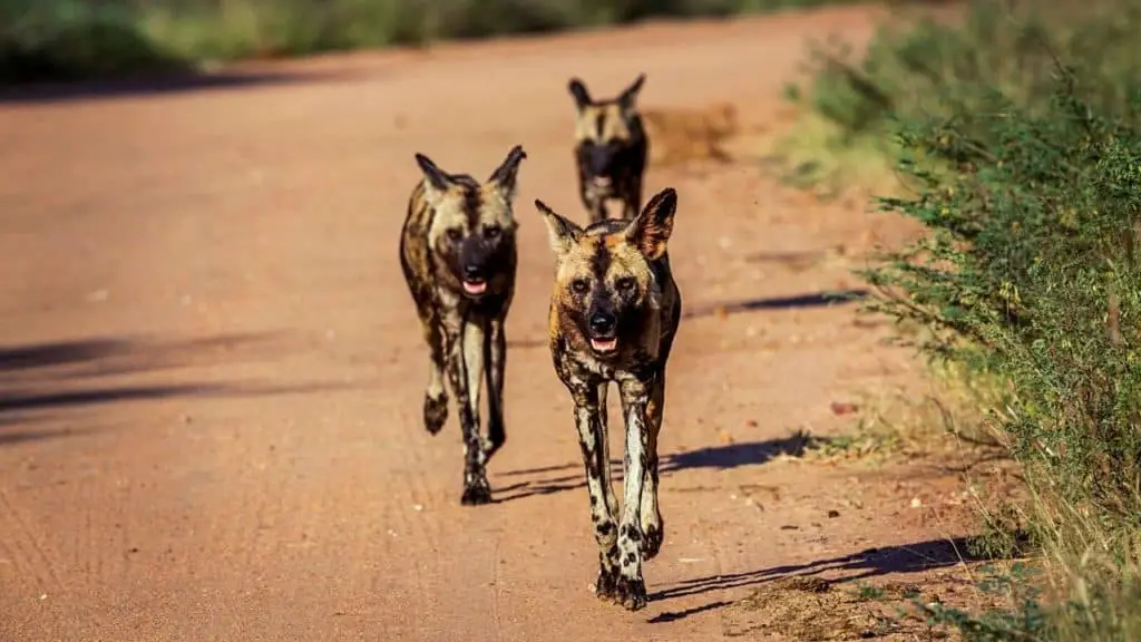 Wild dogs roaming through Kruger nationalpark