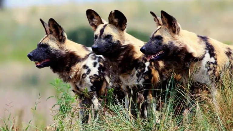 Can You Own An Pet African Wild Dog? Is It Even Legal?