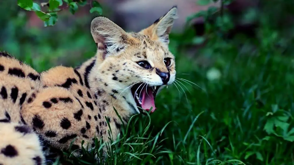 Aggressive serval cat
