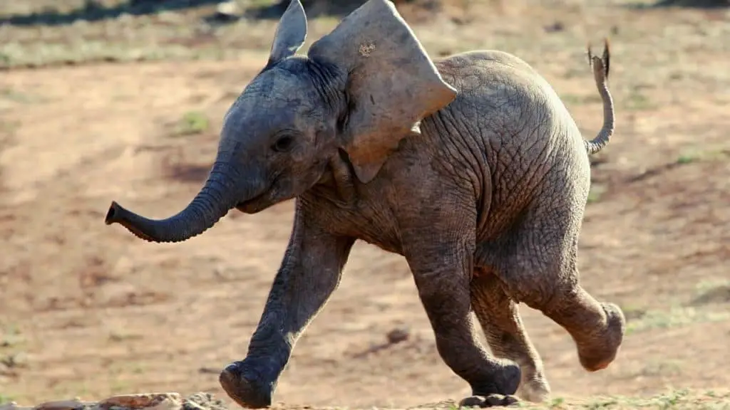 Baby elephant running around