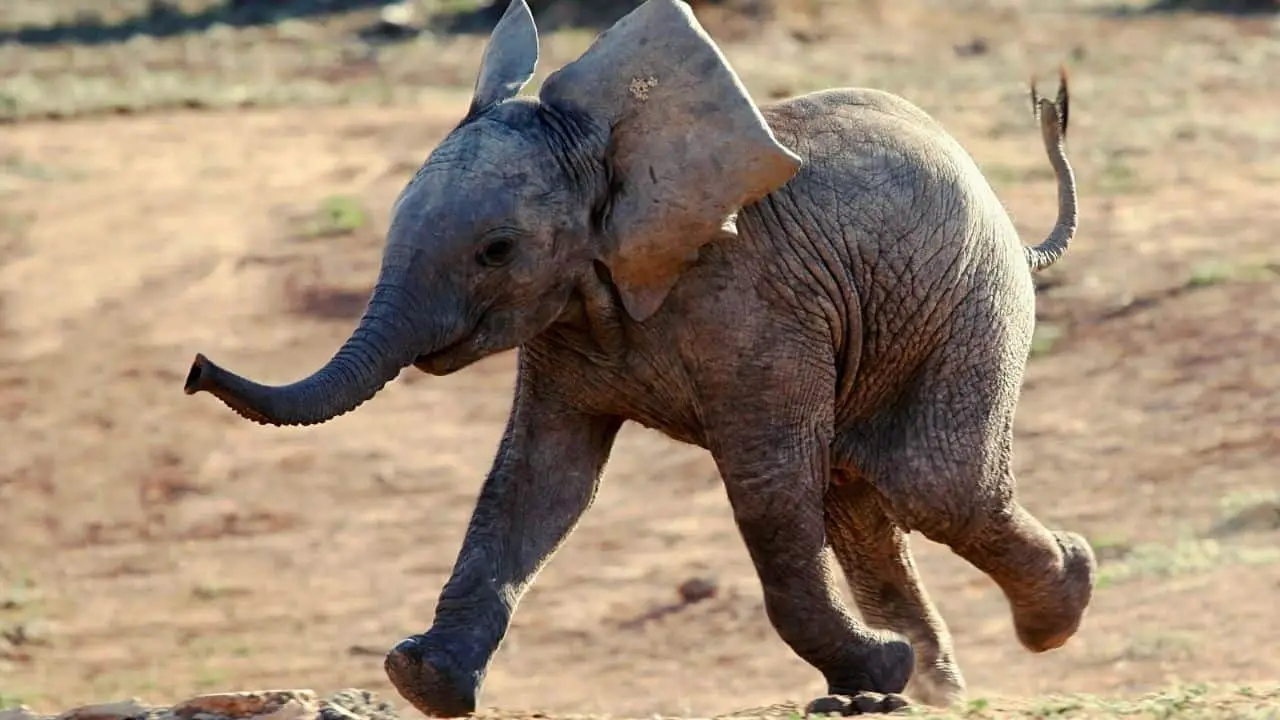 Can You Own A Pet Elephant? Yes, No Or Maybe?